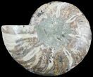 Cut Ammonite Fossil (Half) - Agatized #47702-1